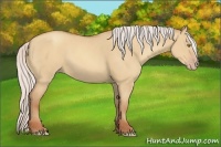 Horse Color:Silver Amber Champagne Dun Rabicano