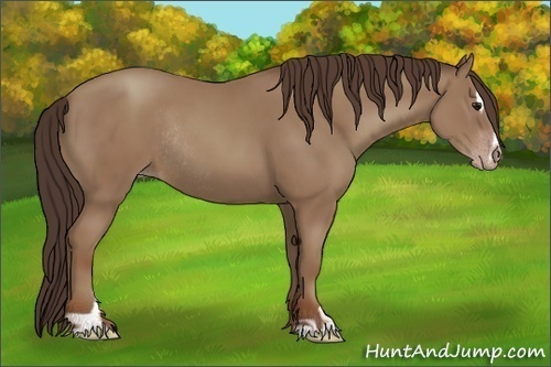 Horse Color:Classic Champagne Sabino Rabicano 