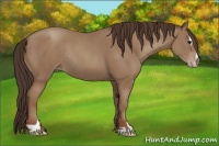 Horse Color:Classic Champagne Sabino Rabicano 