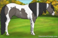Horse Color:Grullo Sabino Tobiano