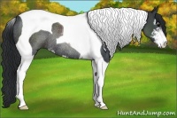 Horse Color:Black Sabino Tobiano Rabicano