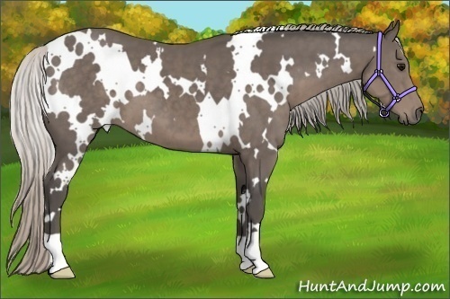 Horse Color:White Spotted Silver Black