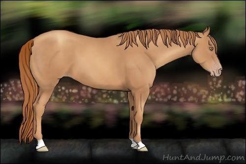 Horse Color:Gold Champagne