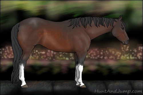 Horse Color:Brown 
