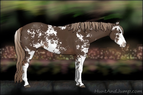 Horse Color:Liver Chestnut Sabino Rabicano