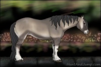 Horse Color:Grullo Onyx