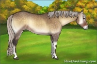 Horse Color:Silver Bay Onyx