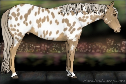 Horse Color:Palomino Near Leopard