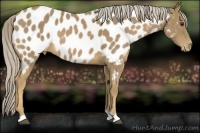 Horse Color:Palomino Near Leopard