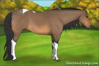 Horse Color:Buckskin Tobiano Rabicano 