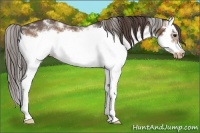 Horse Color:White Spotted Bay Splash Frame Appaloosa