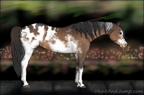Horse Color:White Spotted Brown Frame Appaloosa 