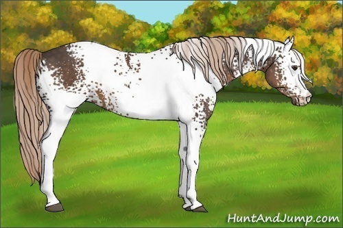 Horse Color:White Spotted Liver Chestnut