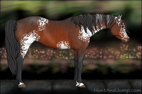 Horse Color:White Spotted Bay 