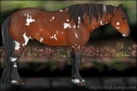 Horse Color:White Spotted Bay 