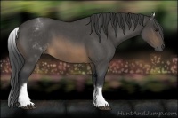 Horse Color:White Spotted Buckskin Roan 