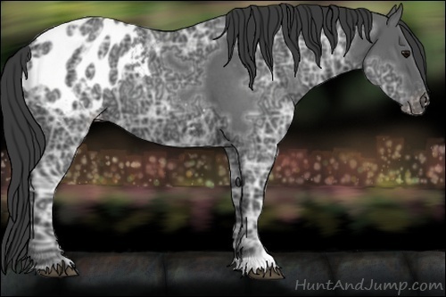 Horse Color:Unknown 