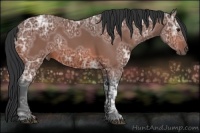 Horse Color:Bay Ice Rabicano 