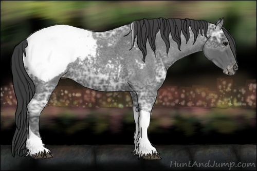 Horse Color:Unknown 