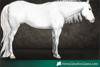 Horse Color:Silver Black Ice Sabino Appaloosa 