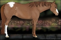 Horse Color:Chestnut Appaloosa 