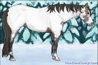 Horse Color:Grullo Sabino Frame Appaloosa 