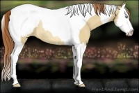 Horse Color:Amber Cream Champagne Dun Sabino Splash Tobiano Snowcap Rabicano