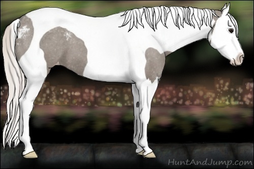 Horse Color:Silver Grullo Sabino Splash Tobiano Varnish 