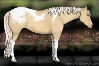 Horse Color:Silver Classic Champagne Dun Tobiano Appaloosa 