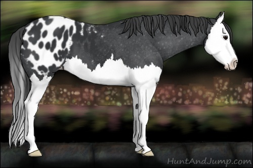 Horse Color:Black Splash Appaloosa 