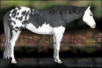 Horse Color:Black Splash Appaloosa 