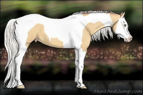 Horse Color:Silver Amber Cream Champagne Splash Tobiano 