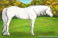 Horse Color:Silver Perlino Dun Tobiano 