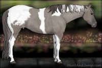 Horse Color:Grullo Tobiano Appaloosa 