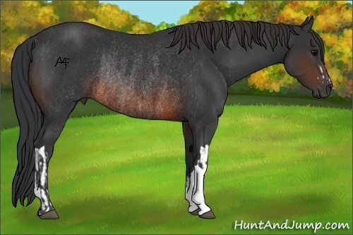 Horse Color:Brown Rabicano  and Brown Rabicano 