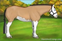 Horse Color:Bay Dun Splash 