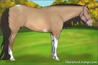 Horse Color:Amber Champagne Tobiano