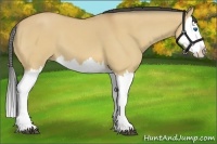 Horse Color:Buckskin Dun Splash 