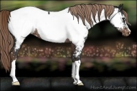 Horse Color:Liver Chestnut Near Fewspot Rabicano 