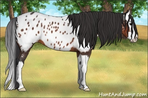 Horse Color:Brown Sabino Splash Near Leopard 
