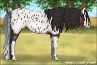 Horse Color:Brown Sabino Splash Near Leopard