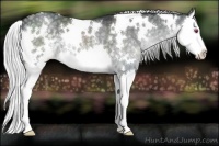 Horse Color:White Spotted Silver Black Chinchilla Splash 