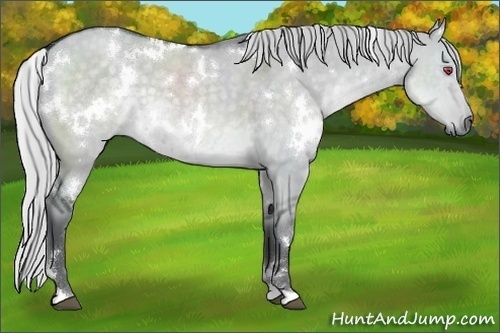 Horse Color:White Spotted Silver Grullo Chinchilla