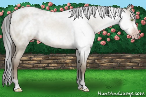 Horse Color:Gray Amber Champagne Roan Dun 
