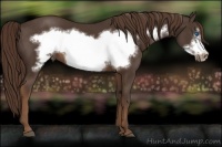 Horse Color:Liver Chestnut Frame 