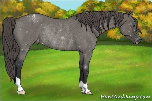 Horse Color:Grullo Roan Varnish Rabicano 