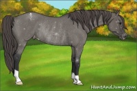 Horse Color:Grullo Roan Varnish Rabicano 
