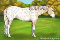 Horse Color:Silver Classic Champagne Dun Splash Appaloosa Rabicano 