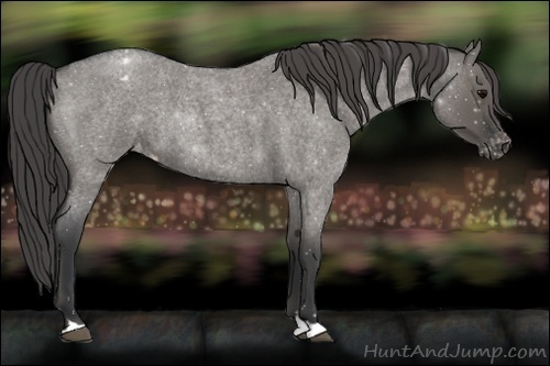 Horse Color:Grullo Roan Appaloosa Rabicano 