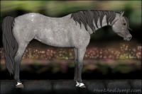 Horse Color:Grullo Roan Appaloosa Rabicano 